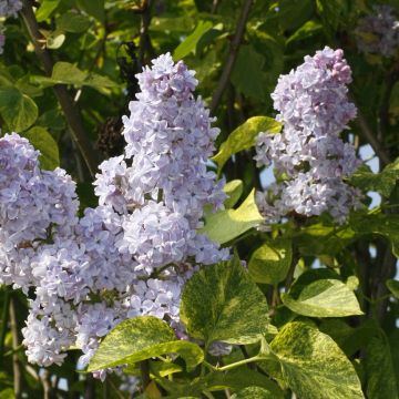 Lillà comune Aucubaefolia