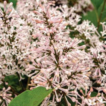 Syringa patula Dream Cloud - Lillà