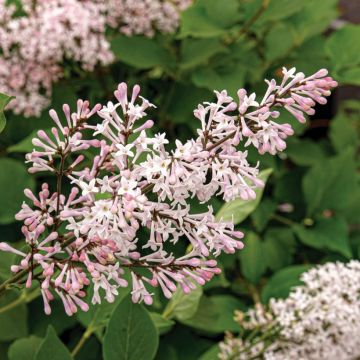 Syringa patula Violet Uprising - Lillà