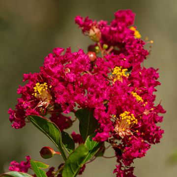 Lagerstroemia Caroline Beauty - Mirto crespo