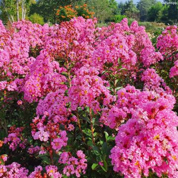 Lagerstroemia Eveline - Mirto crespo