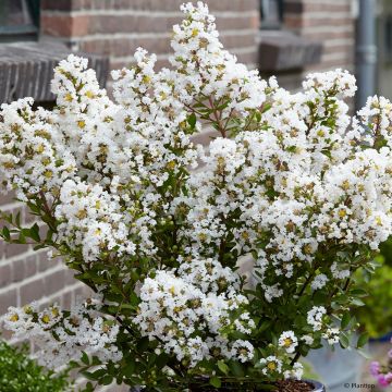 Lagerstroemia Virgin With Love - Mirto crespo