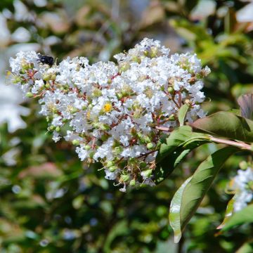 Lagerstroemia White Chocolate - Mirto crespo