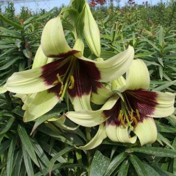 Lilium nepalense - Giglio