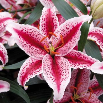 Lilium oriental Tiger Edition - Giglio orientale ibrido