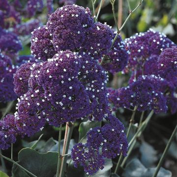 Limonium perezzi