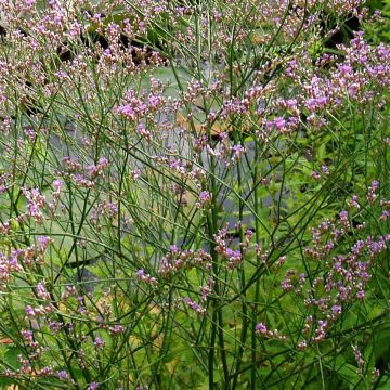 Limonium platyphyllum