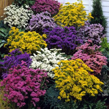 Limonium sinuatum Forever Mix - Statice