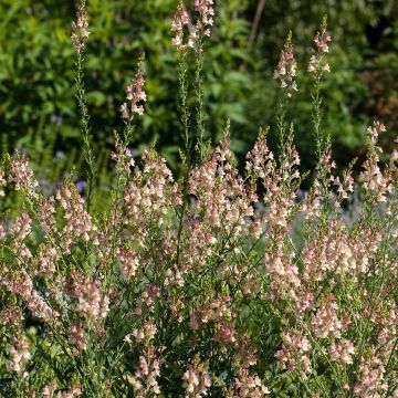 Linaria purpurea Peachy