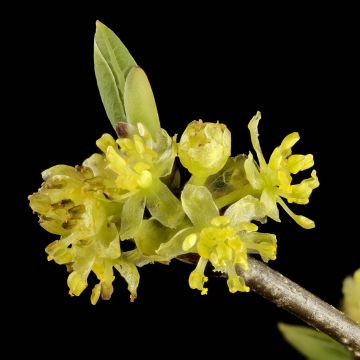 Lindera benzoin - Benzoino