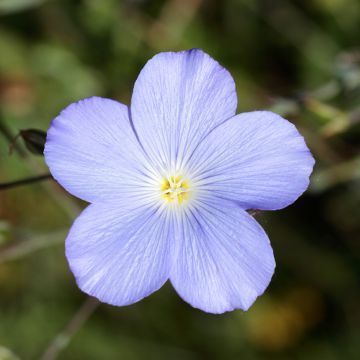 Linum perenne Saphir - Lino perenne