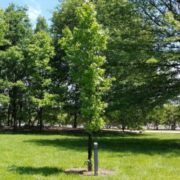 Liquidambar styraciflua Slender Silhouette - Storace americano