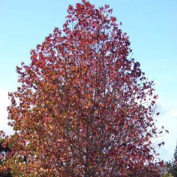 Liquidambar styraciflua - Storace americano