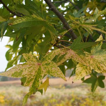 Liquidambar styraciflua Aurea - Storace americano