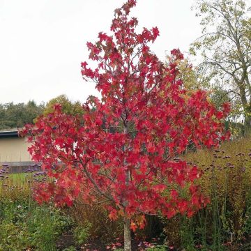 Liquidambar styraciflua Lane Roberts - Storace americano