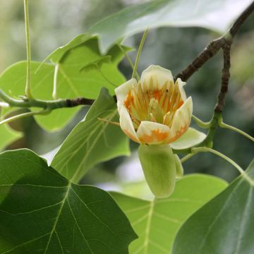 Liriodendron tulipifera - Liriodendro