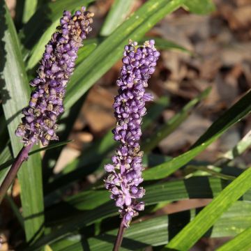 Liriope muscari Royal Purple