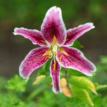 Lilium speciosum rubrum Uchida - Giglio giapponese