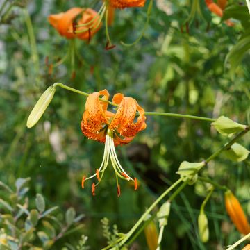 Lilium henryi - Giglio