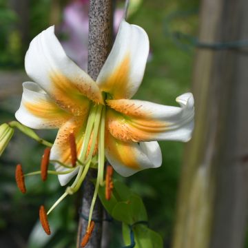 Lilium henryi Lady Alice - Giglio ibrido