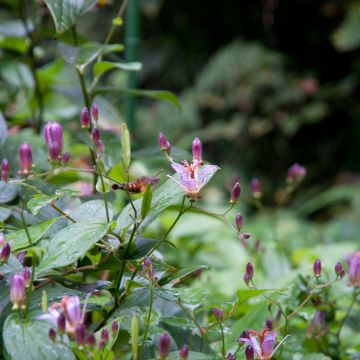 Tricyrtis formosana