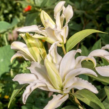 Lilium oriental Polar Star - Giglio orientale ibrido