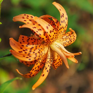 Lilium lancifolium Flore Pleno - Giglio