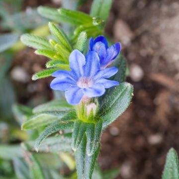 Lithodora diffusa Heavenly Blue