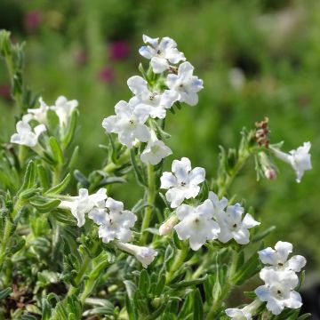 Lithodora diffusa Cambridge Blue