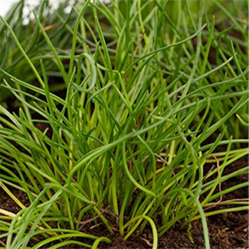 Litorella uniflora - Piantaggine uniflora