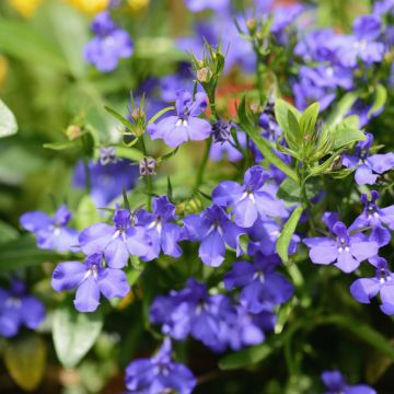 Lobelia Anabel Blue