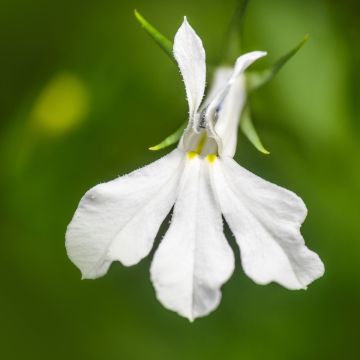 Lobelia Anabel Snow White