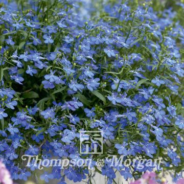 Lobelia Cambridge Blue