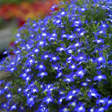 Lobelia Hot Bavaria