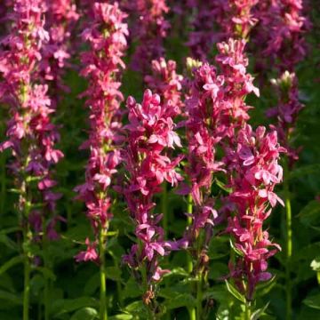 Lobelia Monet Moment