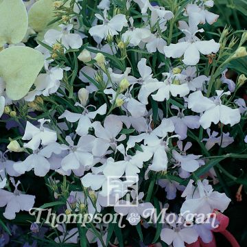 Lobelia White cascade