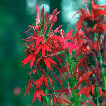 Lobelia cardinalis - Lobelia acquatica