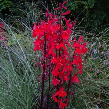 Lobelia Queen Victoria