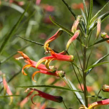 Lobelia laxiflora - Lobelia lassiflora