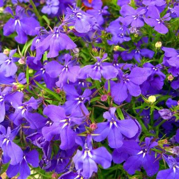 Lobelia Crystal Palace