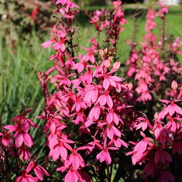 Lobelia Fan Salmon