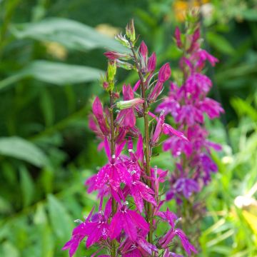 Lobelia Tania