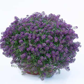 Lobularia maritima Princess in Purple - Alisso marittimo