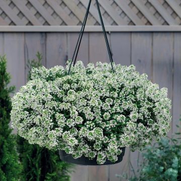 Lobularia maritima Snow Crystals - Alisso marittimo