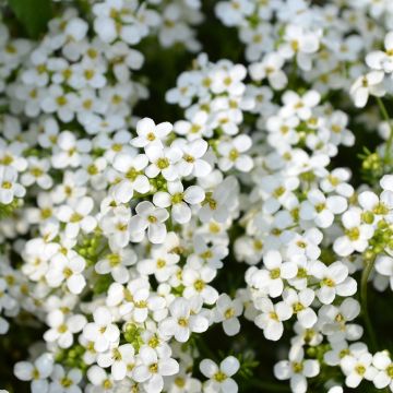 Lobularia maritima procumbens Sweet White - Alisso marittimo