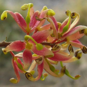 Lomatia ferruginea Fan burgundy