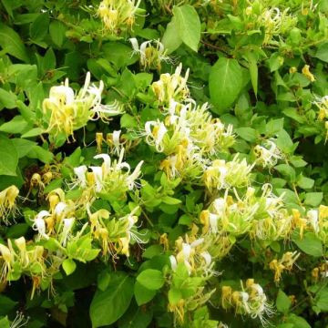 Lonicera japonica Hall's Prolific - Caprifoglio giapponese