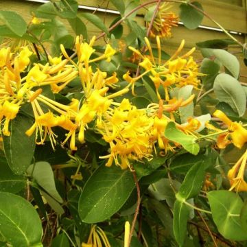 Lonicera Mandarin - Caprifoglio