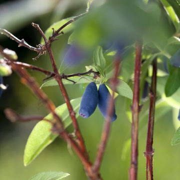 Mirtillo siberiano - Boreal Beauty