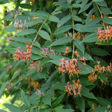 Lonicera henryi - Caprifoglio